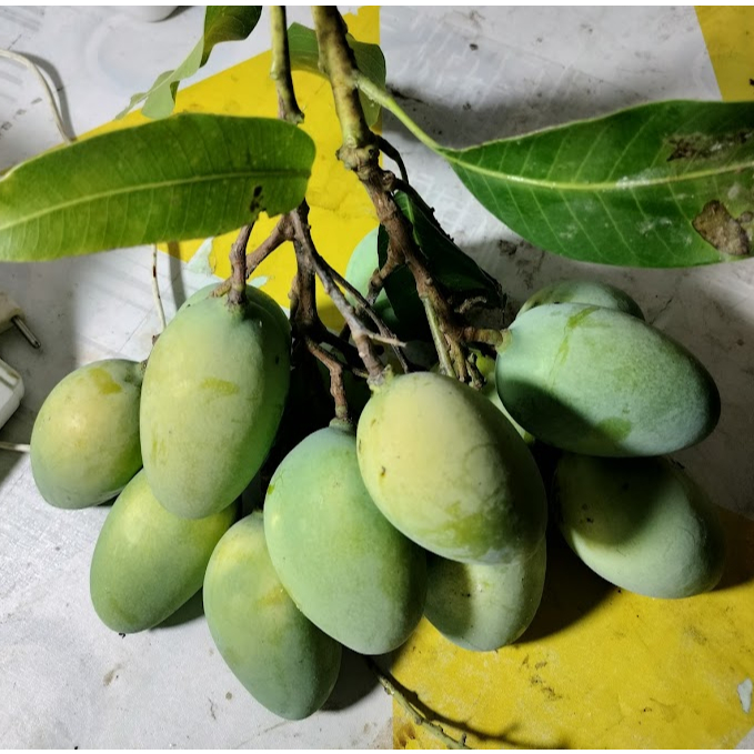 

Mangga muda mangga rujak manisan asinan 1kg isi ,3,4,5,6 bisa reques capur campur