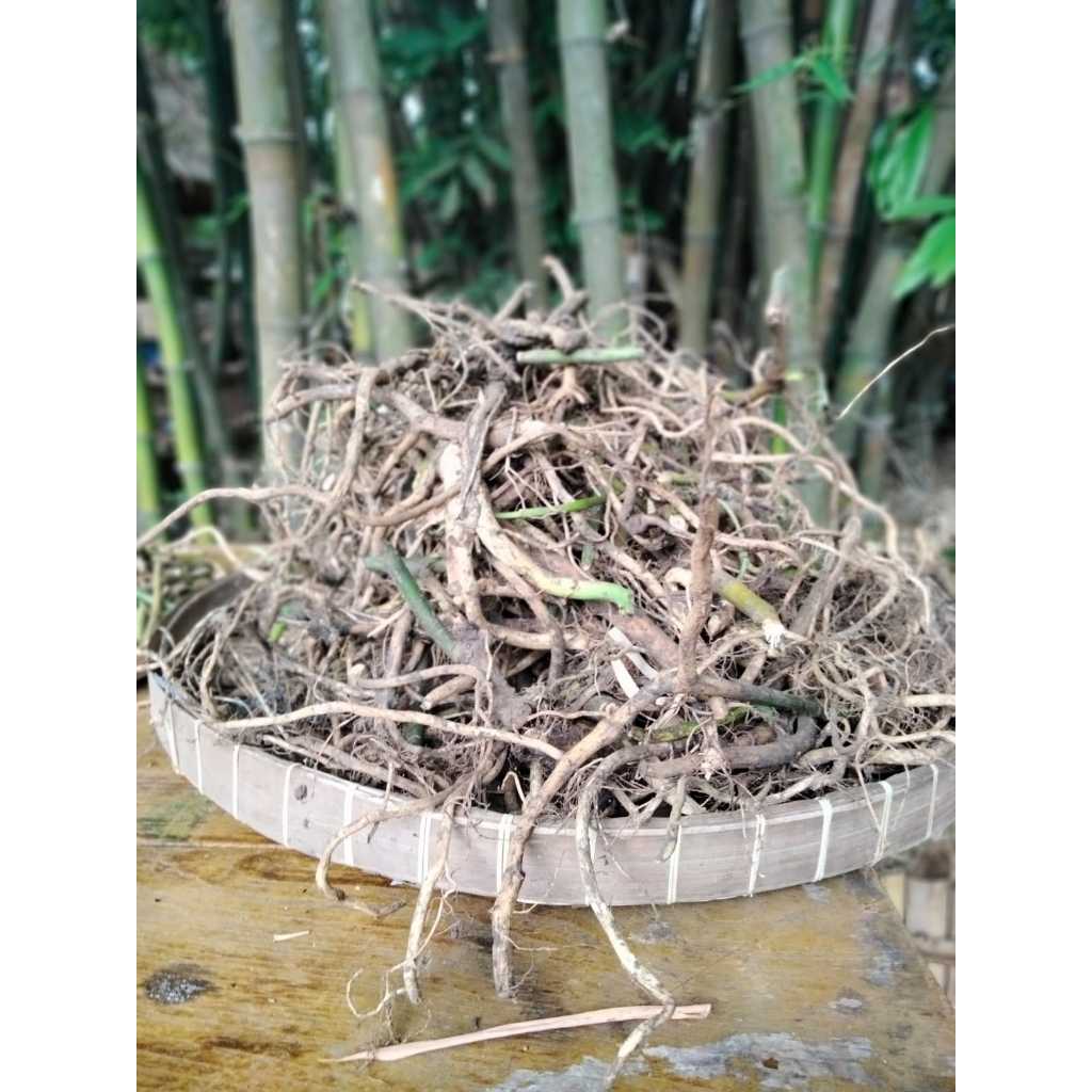 

Akar alang-alang Latar Wingking dengan khasiat herbal alami