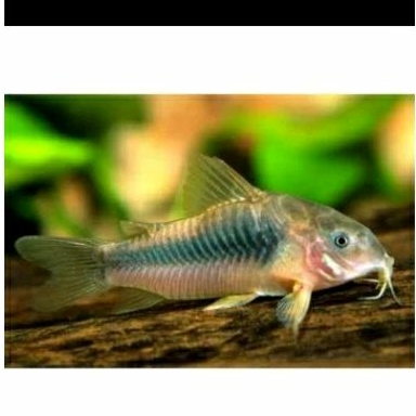 

HIASAN AQUARIUM/CORYDORAS AINES UKURAN 4 CM