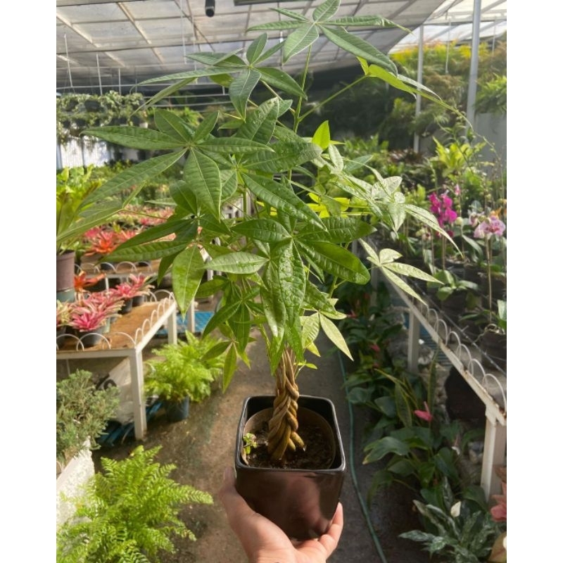 Tanaman Hias Pachira Money / Pohon Pachira