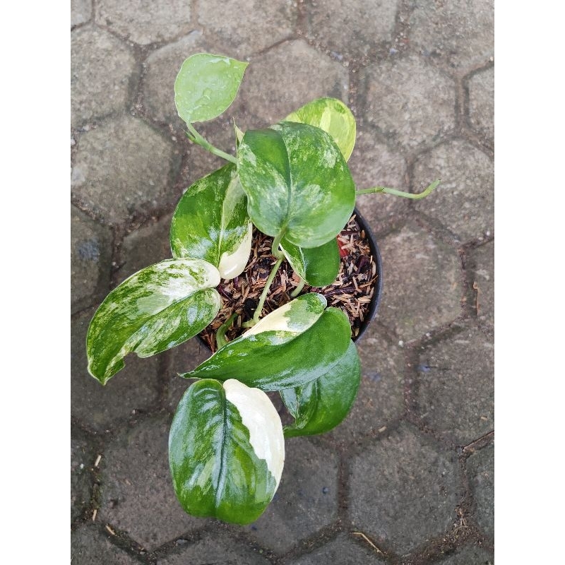 scindapsus jade satin variegata