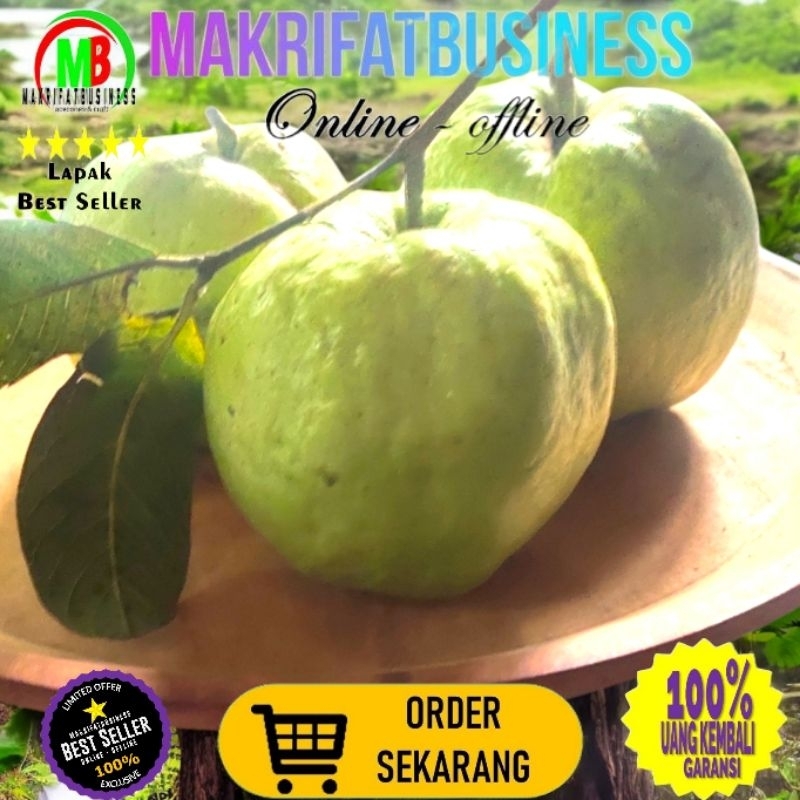 

MAKRIFATBUSINESS Paket 1 kg 3 - 4 Buah SUPERAN Size JUMBO Premium JAMBU KRISTAL putih non Biji Buah Segar Kwalitas Premium Kondisi Langsung ngambil dari kebun fresh