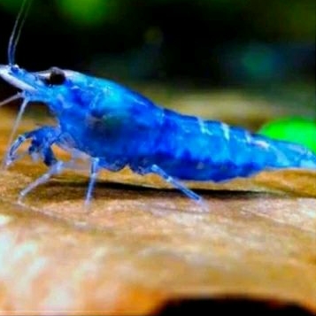 

HIASAN AQUARIUM - UDANG HIAS BLUE DIAMOND