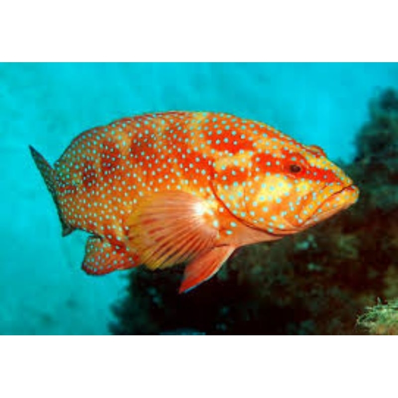 Ikan Hias Laut Kerapu Sunu Kerapu Lodi Kerapu Merah