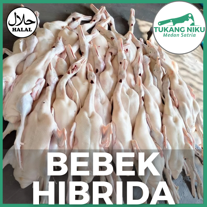 

BEBEK HIBRIDA - HALAL - SEGAR FRESH FROZEN KG GRAM GR BEKASI