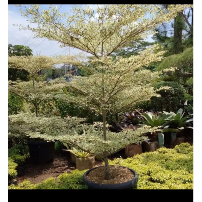 Ketapang kencana varigata