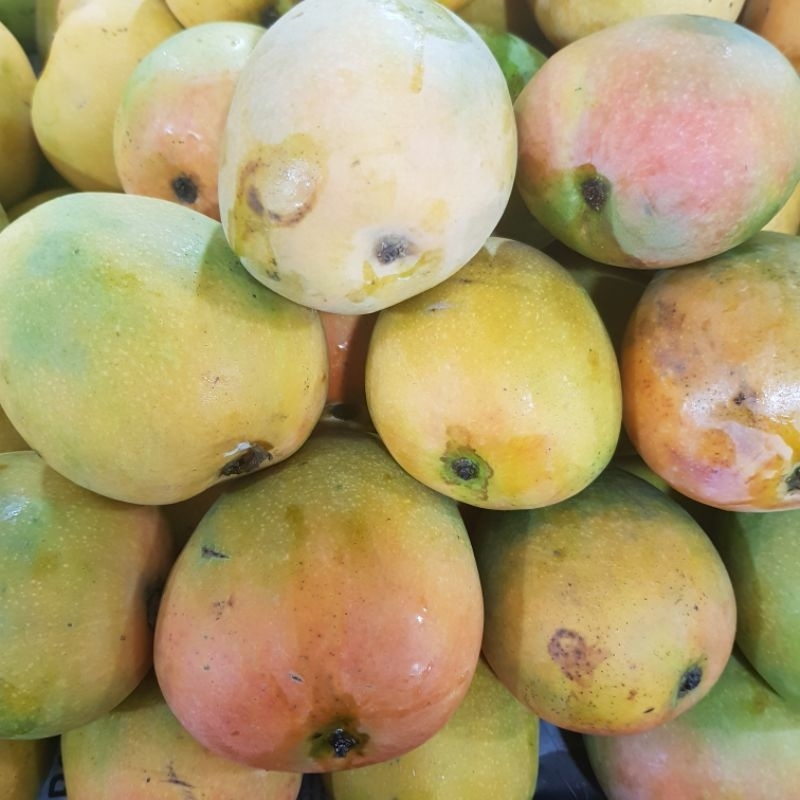 Mangga Gedong Gincu 1kg