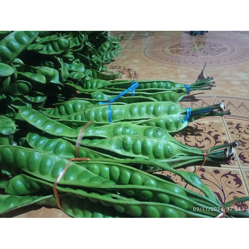 

PETE SUMATERA 1 PAPAN ISI 10 FRESH TANPA ULAT/HAMA