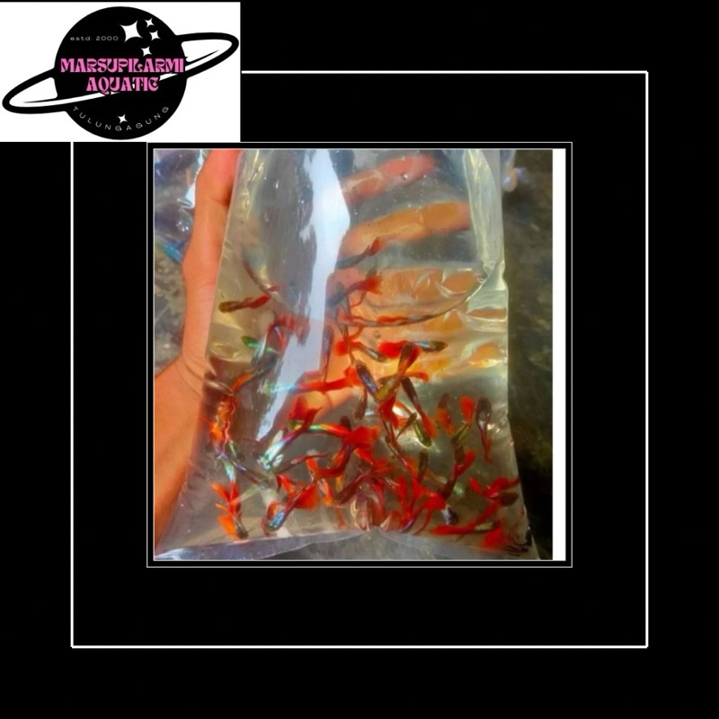 free packing guppy cendol 10 ekor merah"hiasan aquarium