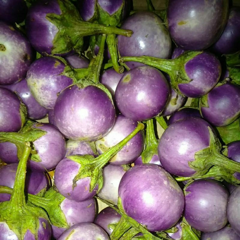 

Sayur Terong Ungu Bulat lalap