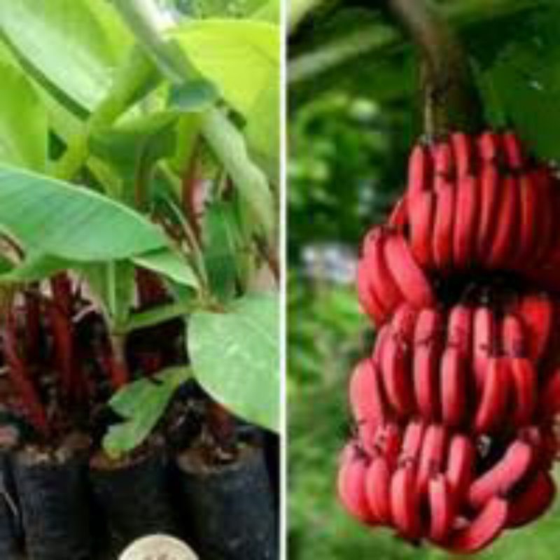 Bibit Pisang Merah Super Unggul / Bibit Pohon Pisang Merah Super Unggul Termurah