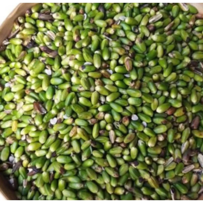 

Herbal Buah Jeruju