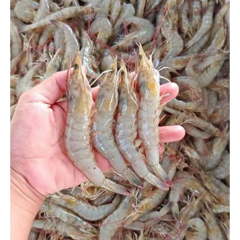 

Frozen Udang Vaname Sedang, Ready Stock Delivery Jogja
