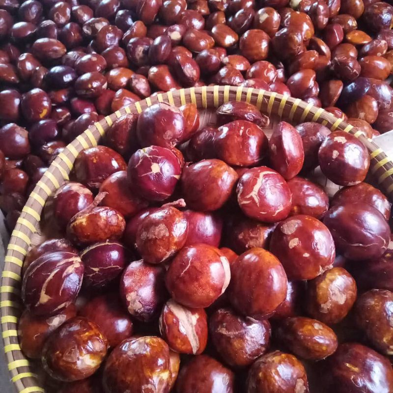 

Jengkol pulen - Jengkol tua