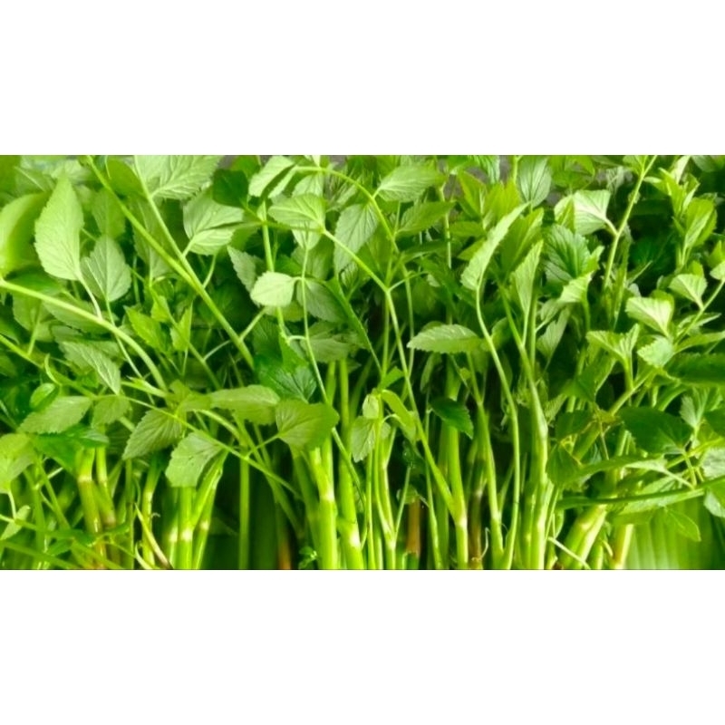 

sayuran daun pispong segar 250grm