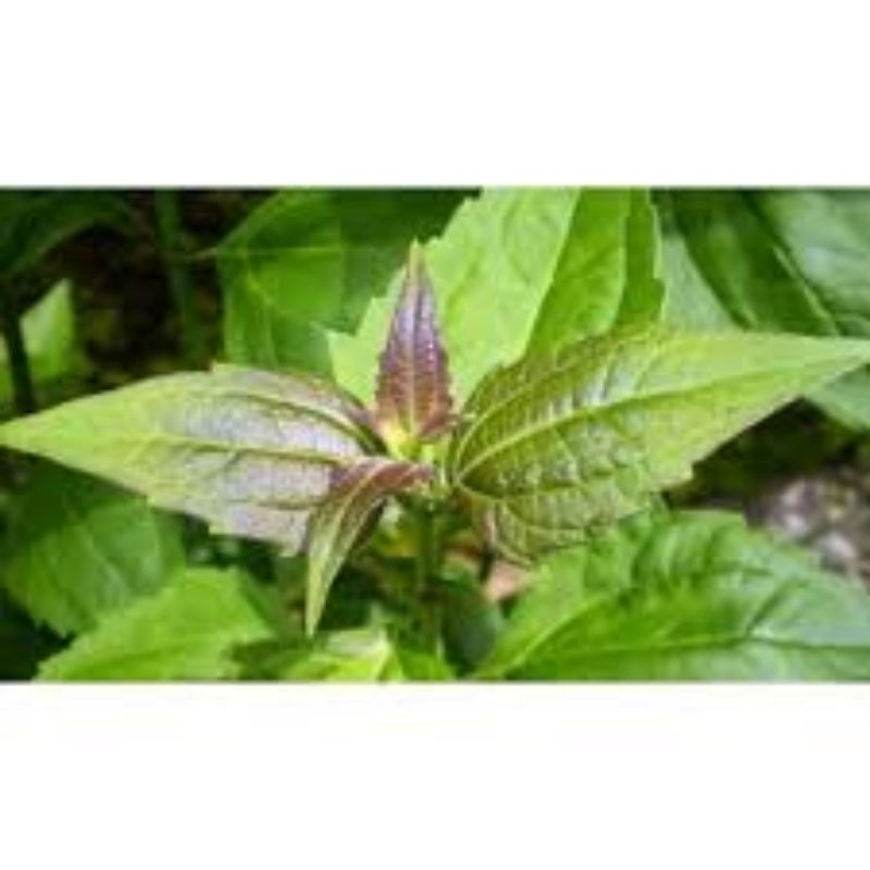 

daun kirinyuh segar 300g