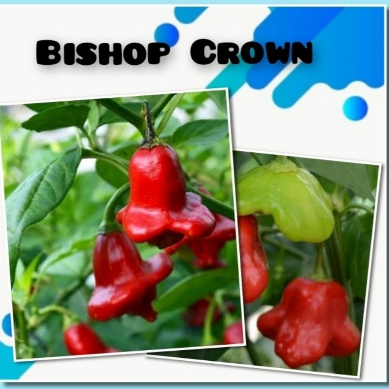 3 Benih Cabe Hias Bishop Crown Bibit Tanaman Cabai Unik