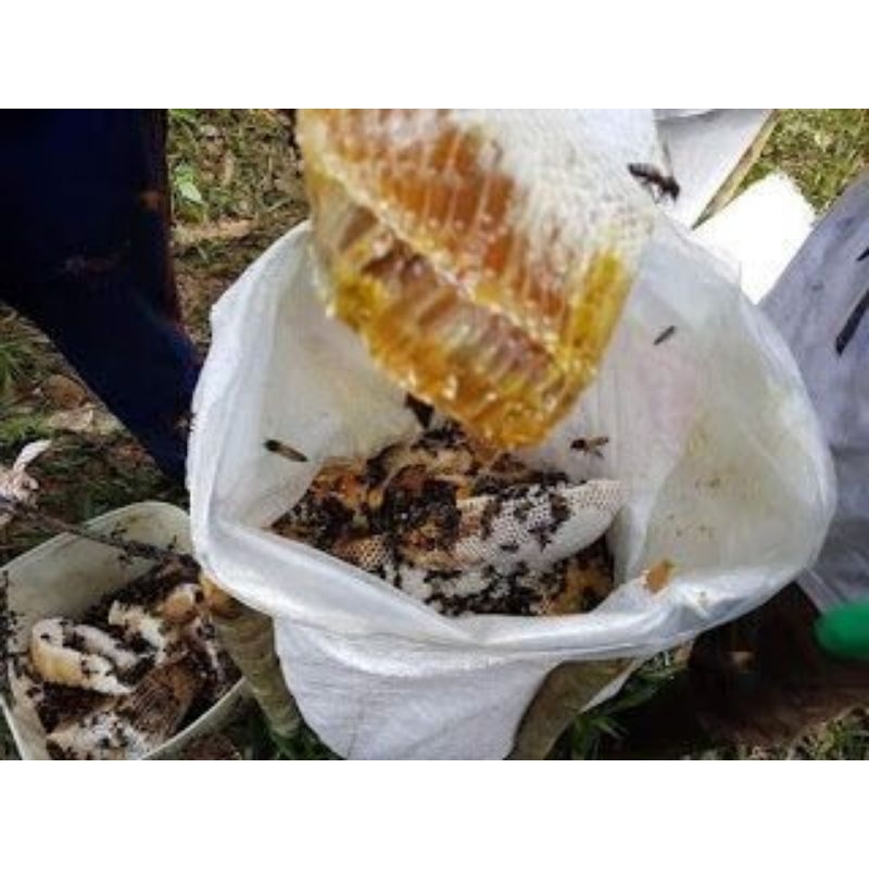 

MADU HUTAN ASLI 100% MURAH