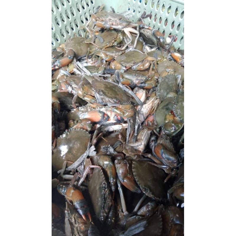 

kepiting hidup fresh