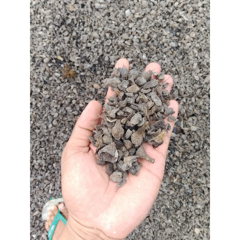 CANGKANG SAWIT NON SCREENING