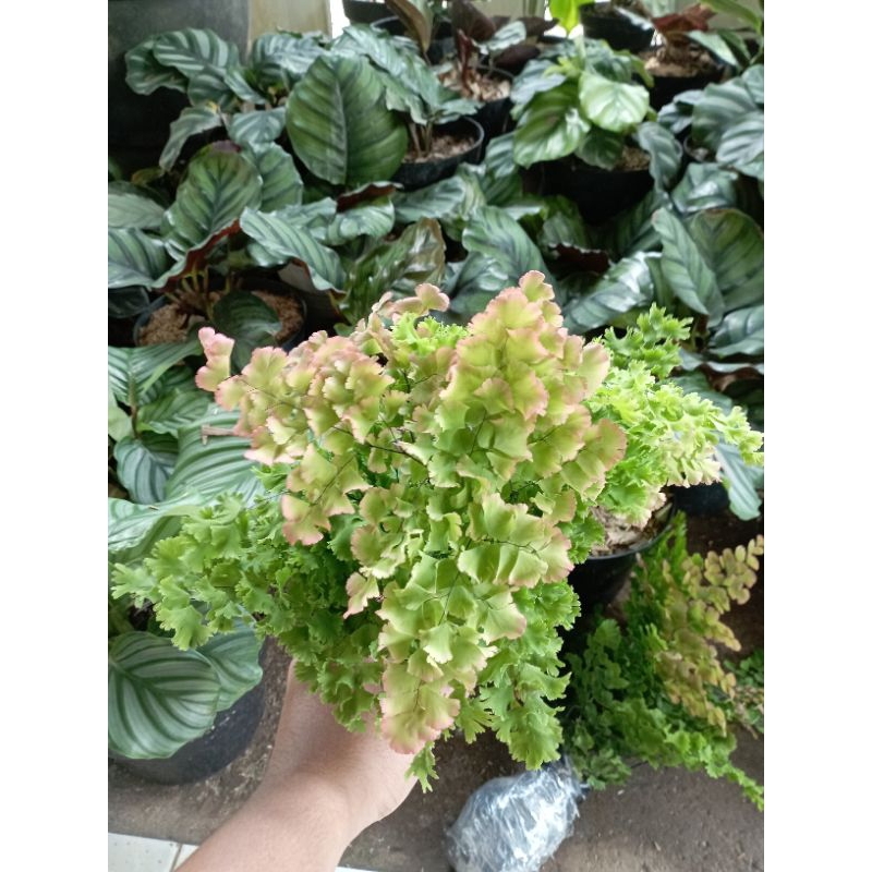 Tanaman Hias Tanaman Suplir Rimbun Tanaman Suplir Rimbun