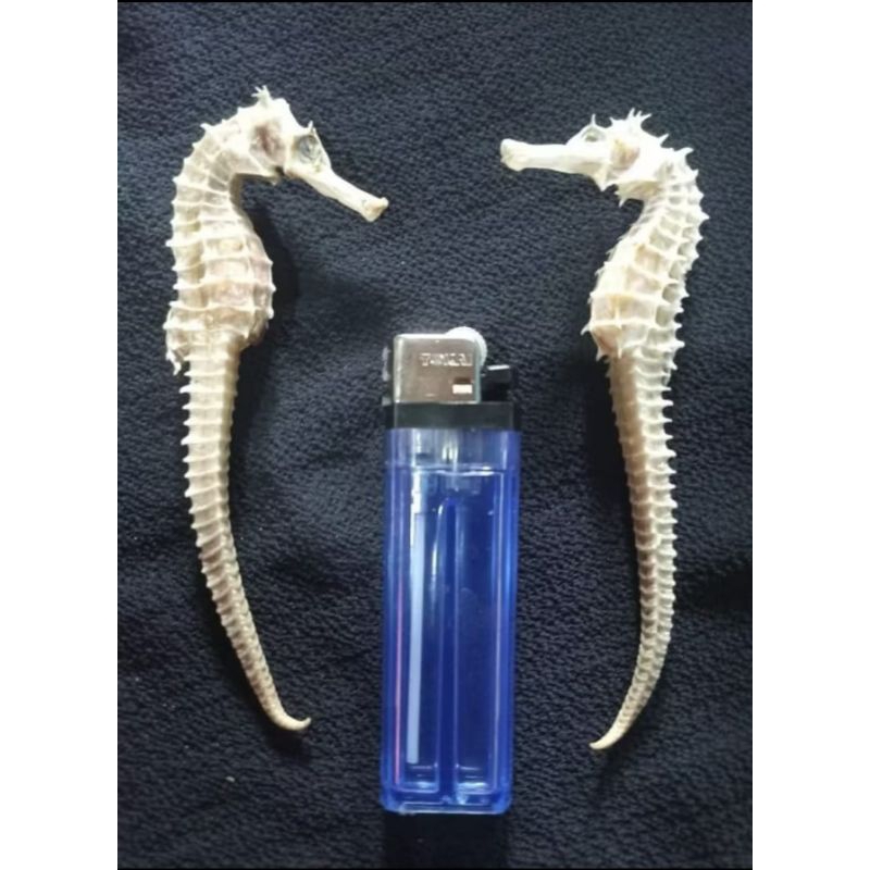 

Kuda Laut PILIHAN ,PUTIH Kwalitas Grade A Superrr Asli dari Laut Jawa (1Biji)