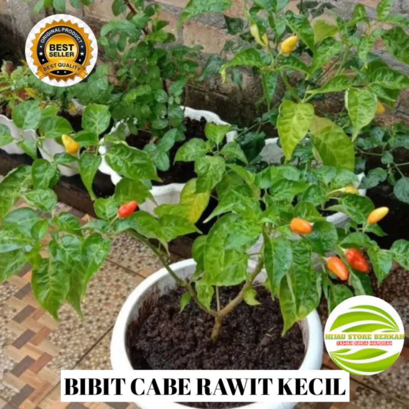 Bibit cabe rawit cabe kecil super full akar siap tanam beli 20 gratis 5