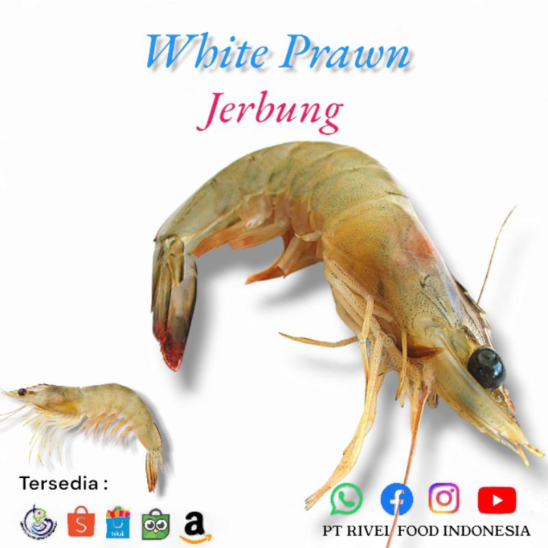

Udang Jerbung / White Prawn Ukuran 31-40 Fresh Frozen
