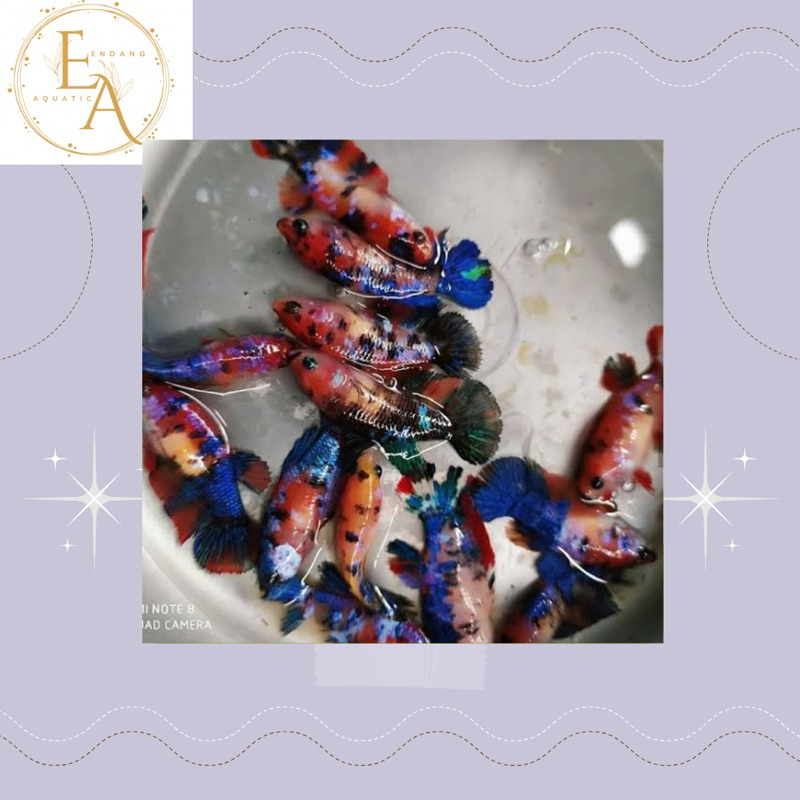 replika betina cupang nemo koi multi galaxy full telur