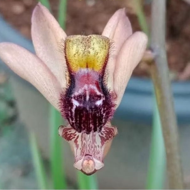 Tanaman Anggrek Langka Porphyroglotis maxwelliae atau yang Biasa disebut Tebu Lalat  spesies asal Ka