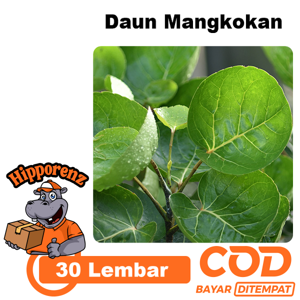 

Daun Mangkokan 30 Lembar Obat Herbal