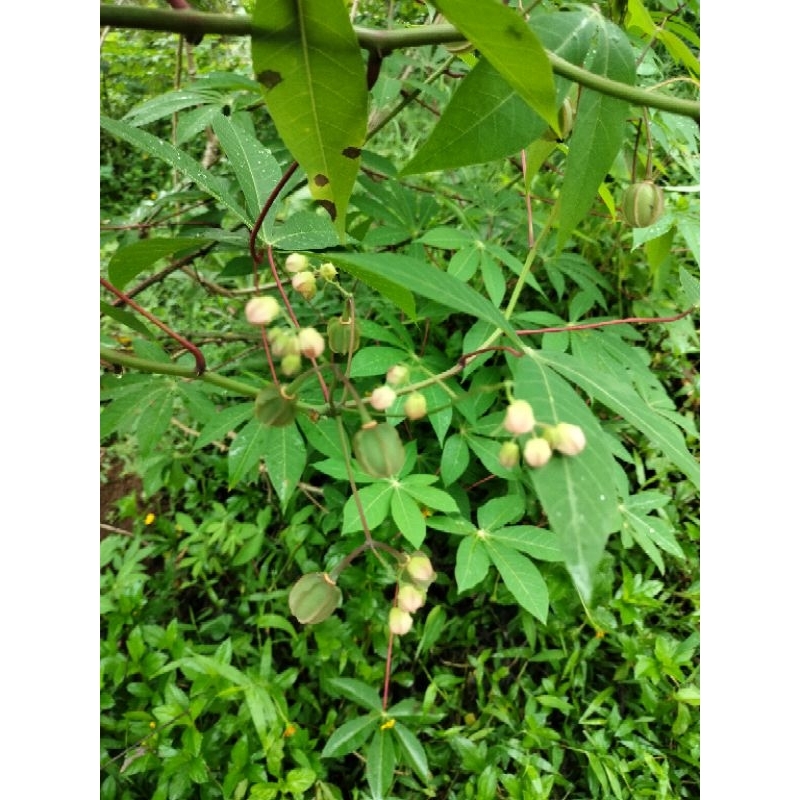 

bunga singkong sayur segar