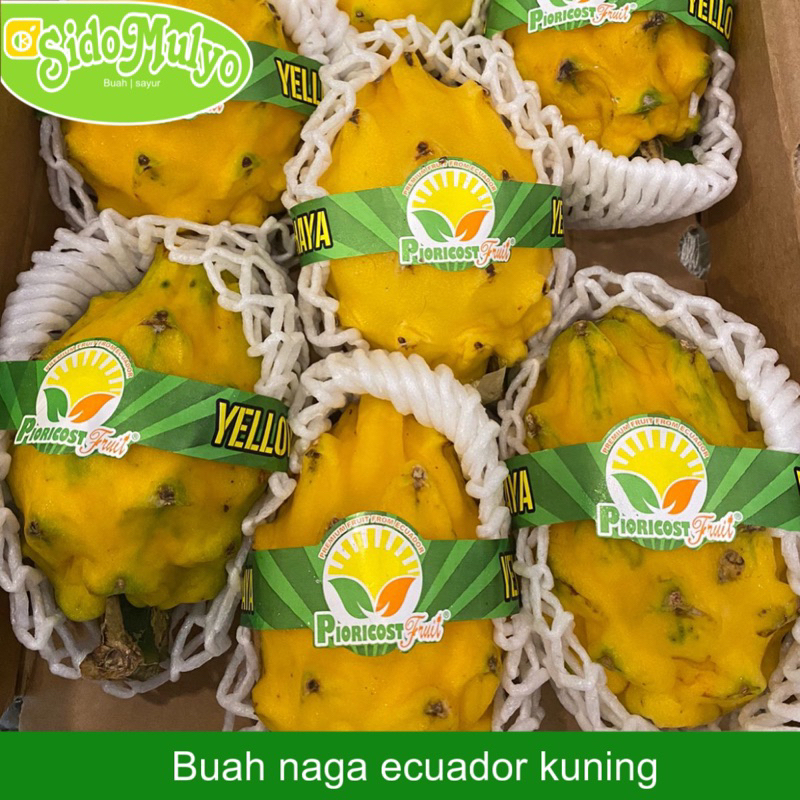 

Buah Naga Kuning ECUADOR fresh manis 1 dus ( 8 buah ) | ud sidomulyo fresh