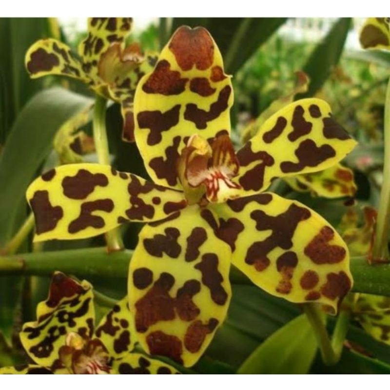 grammatophyllum scriptum