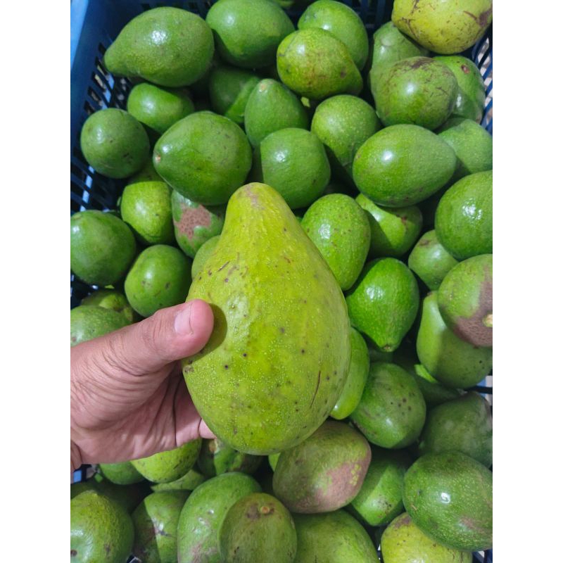 

alpukat lokal super grade a