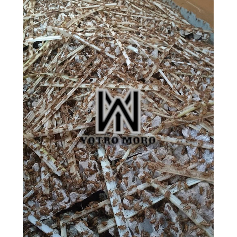 Telur Jangkrik Madu Kunyit Jamin Kuning 1 Kg COD