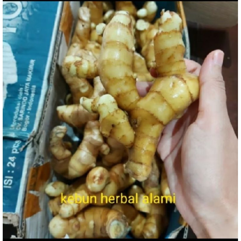 

kunyit putih 250 gram