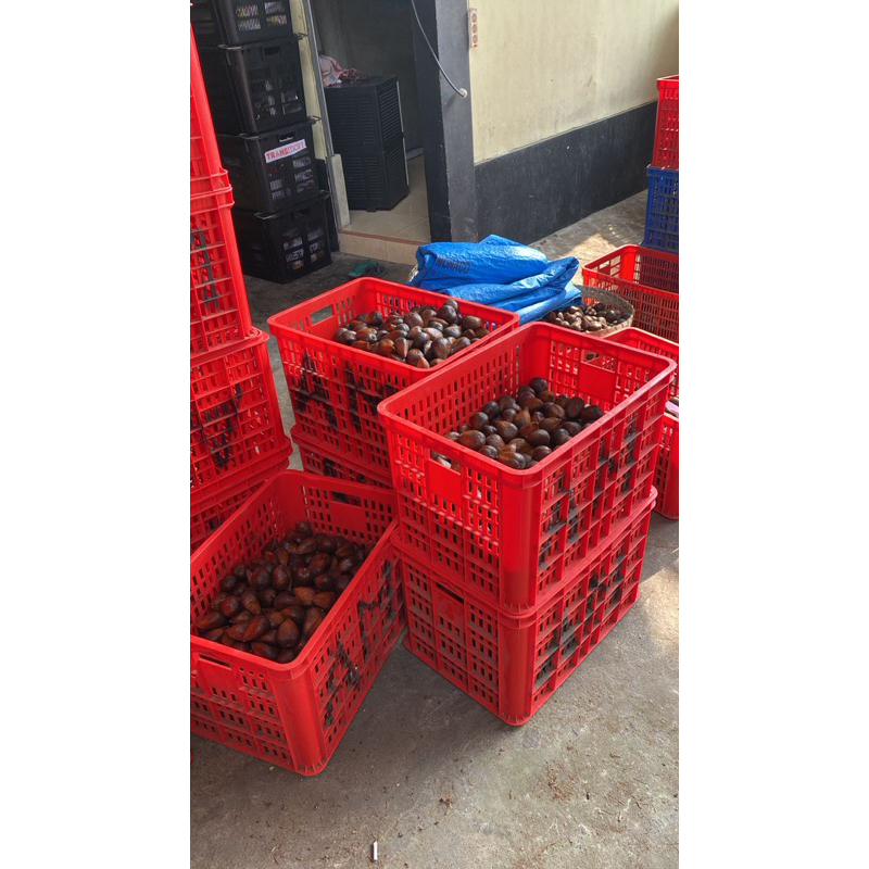

SALAK PONDOH & SALAK MADU SLEMAN