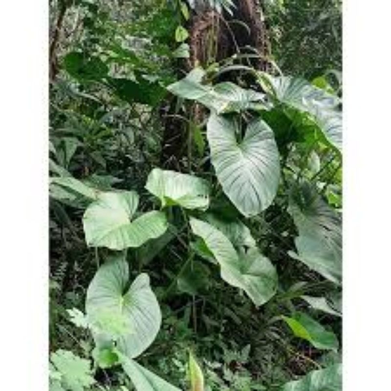 

daun cariang/talas hutan1kg