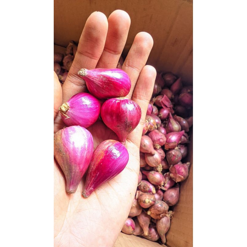 

bawang merah sedang besar super murah