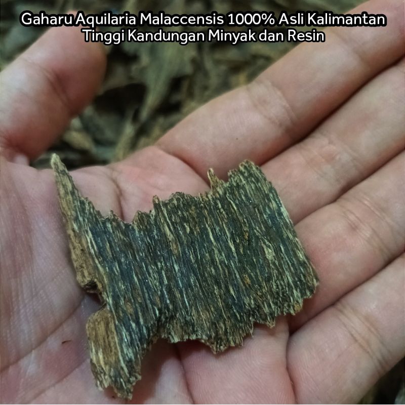 Kayu Gaharu Super Aquilaria Malaccensis Buhur Bukhur Gaharu Asli Kwalitas Arab