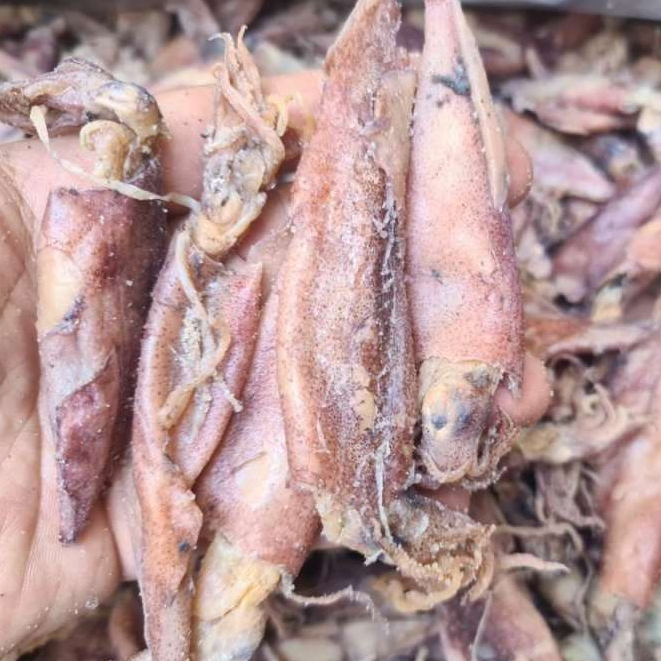 

baby cumi asin kering pasar online makassar