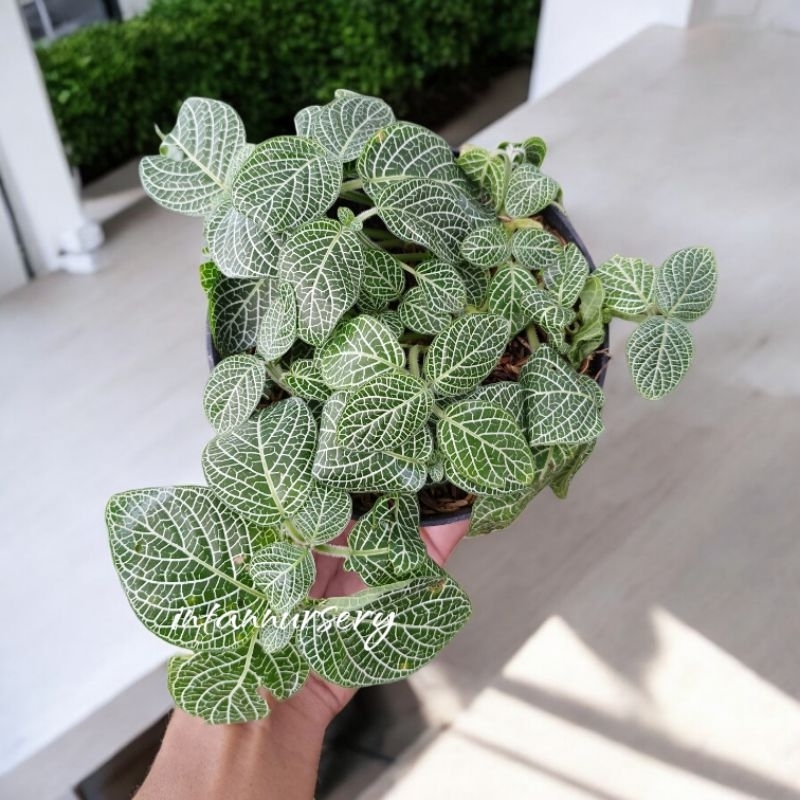 Tanaman Hias Fittonia Hijau Putih Daun Besar - Fittonia - Tanaman Gantung