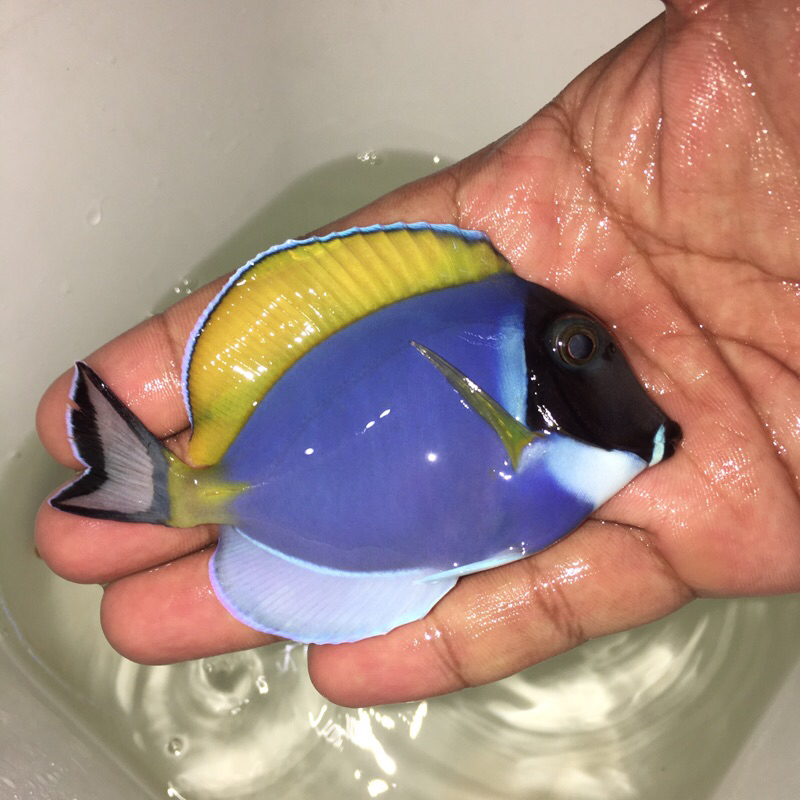 

ikan hias laut botana biru