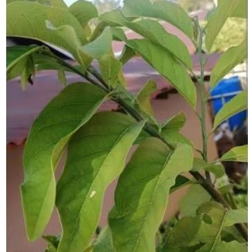 

DAUN SRIKAYA FRESH CUTIING Per- 10 Lembar