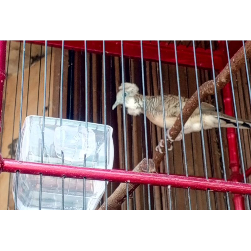 PERKUTUT LOKAL 2 KATURANGGAN SONGGO RATU + KOLOCOKRO ( REKOMENDASI PILIHAN )