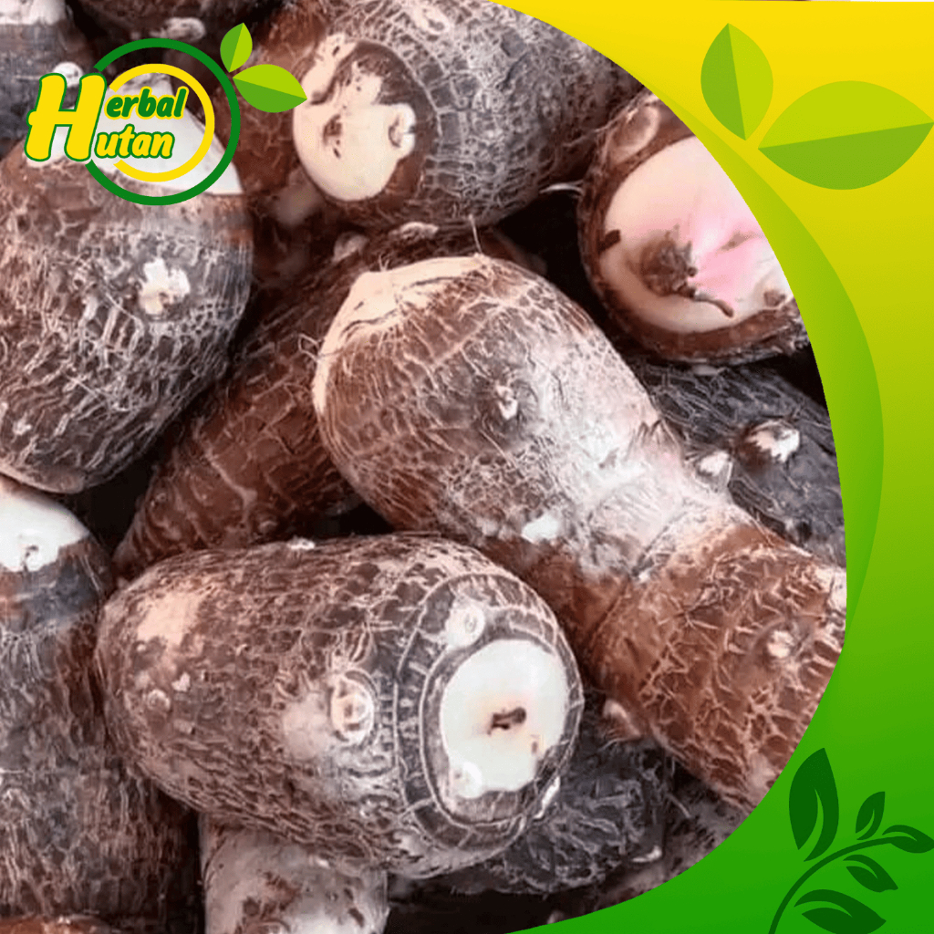 

Umbi Talas Pulen 1 kg -Ubi Talas Segar Fresh langsung di ambil dari kebun