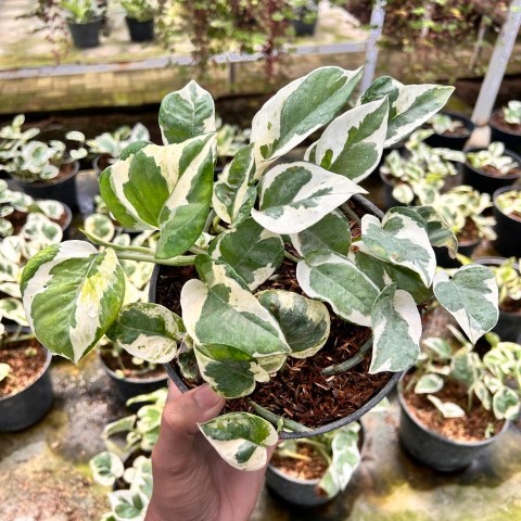 Tanaman Hias Sirih Gading Njoy / Tanaman Hias Njoy / Sirih Gading Njoy / Sirih Njoy / Epipremnum Aur