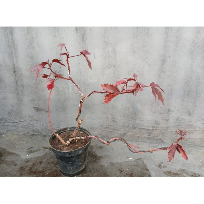 TANAMAN BONSAI RED PANAMA