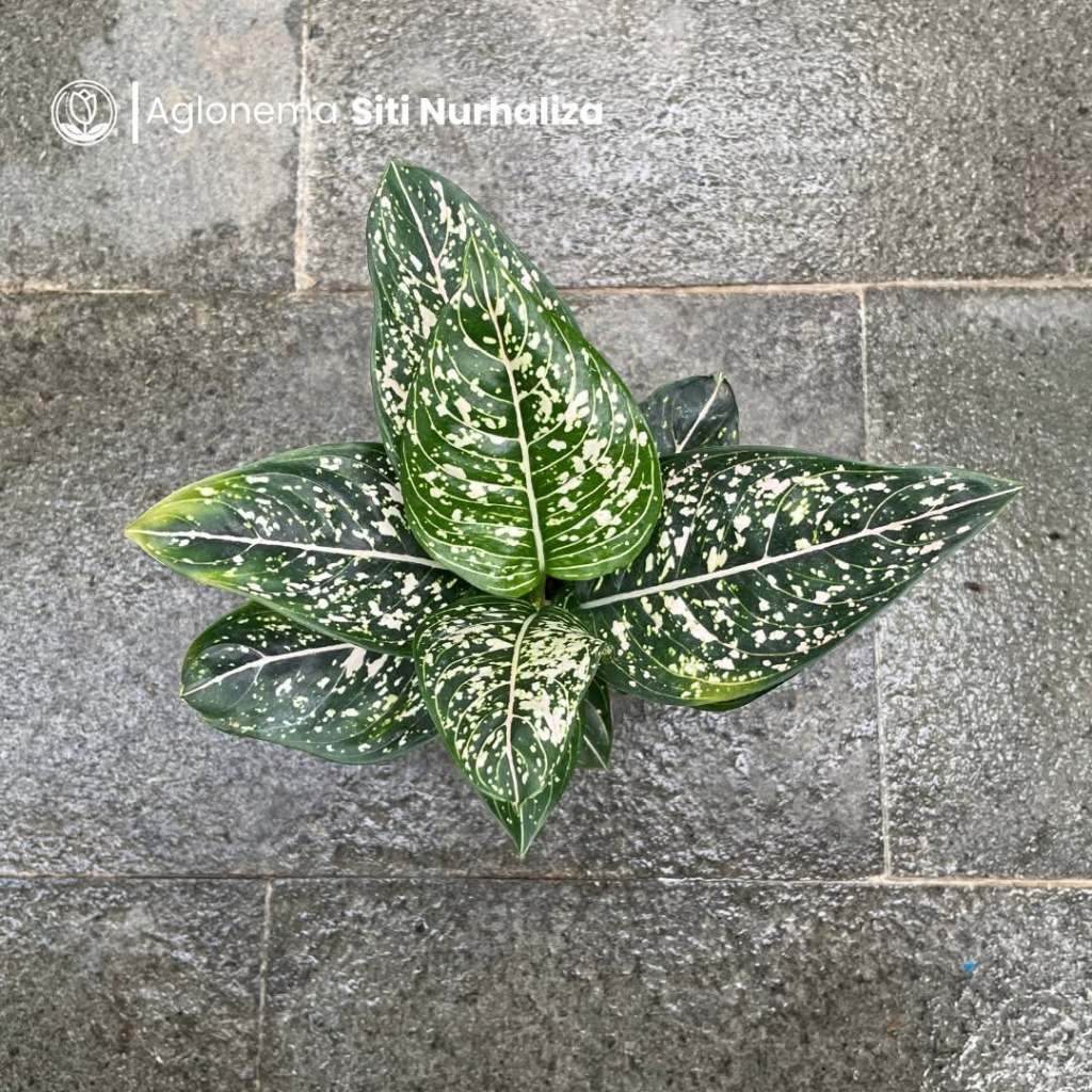 Aglonema Siti Nurhaliza